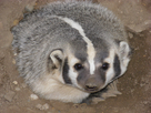 https://image.noelshack.com/fichiers/2014/52/1419715094-badger.jpg