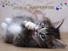 https://image.noelshack.com/fichiers/2015/02/1420735360-chat-anniversaire-1c01e0b.jpg