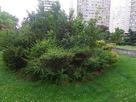 https://image.noelshack.com/fichiers/2015/03/1421065033-gros-buisson-vert-1402946399-1626566.jpg
