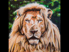 https://image.noelshack.com/fichiers/2015/03/1421154753-lion-blanc-by-j-fustin.jpg