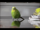 https://image.noelshack.com/fichiers/2015/03/1421175441-eocng4o.gif
