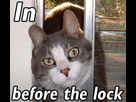 https://www.noelshack.com/2015-03-1421481433-1235297-in-before-the-lock-kitty.jpg