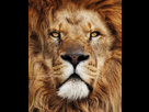 https://www.noelshack.com/2015-04-1421763324-lion2.jpg