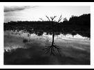 https://image.noelshack.com/fichiers/2015/05/1422361642-arbre3.jpg