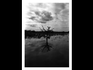 https://image.noelshack.com/fichiers/2015/05/1422361647-arbre.jpg