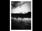 https://image.noelshack.com/fichiers/2015/05/1422361652-arbre2.jpg