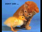 https://www.noelshack.com/2015-05-1422811702-don-t-cry-animals-2967816-425-349.jpg