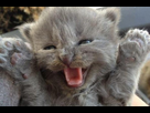https://image.noelshack.com/fichiers/2015/06/1423096155-chaton-mignon1-545x360.jpg