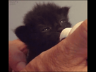 https://image.noelshack.com/fichiers/2015/06/1423098576-kitten-bottle-feeding-ears.gif