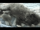 https://image.noelshack.com/fichiers/2015/06/1423098625-kitten-hugs-mouse.gif
