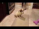 https://image.noelshack.com/fichiers/2015/06/1423143424-funny-wasted-gifs-dog-jump.gif