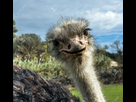 https://image.noelshack.com/fichiers/2015/06/1423411249-17313790-head-of-ostrich-in-zoo-sigean-france-emu-ostrich.jpg