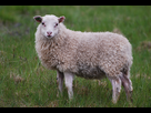 https://image.noelshack.com/fichiers/2015/06/1423419037-mouton2.jpg