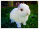 https://image.noelshack.com/fichiers/2015/07/1423942834-petit-lapin1-300x225.jpg