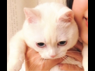 https://image.noelshack.com/fichiers/2015/07/1423953180-cat.png