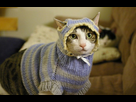 https://www.noelshack.com/2015-08-1424176867-cool-cats-clothing-5.jpeg