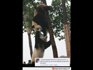 https://image.noelshack.com/fichiers/2015/09/1425072366-panda.png