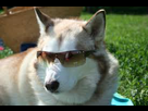 https://image.noelshack.com/fichiers/2015/09/1425158689-chien-avec-lunettes.jpg