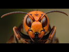 https://image.noelshack.com/fichiers/2015/10/1425518952-hornet2.jpg
