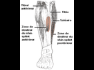 https://image.noelshack.com/fichiers/2015/11/1425931902-shin-splint-3-d33ca.gif