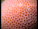 https://image.noelshack.com/fichiers/2015/12/1426551822-trypophobia2.jpg