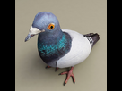 https://image.noelshack.com/fichiers/2015/12/1426706462-pigeon-11-jpg6d6faa57-fe2c-40ed-94f3-fe3b53aaedf3larger.jpg