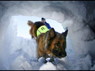 https://image.noelshack.com/fichiers/2015/12/1427050276-diapo-chien.jpg