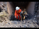 https://image.noelshack.com/fichiers/2015/12/1427050692-chien-decombres.jpg