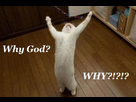 https://image.noelshack.com/fichiers/2015/13/1427110103-why-god-why.jpg