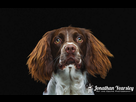 https://image.noelshack.com/fichiers/2015/13/1427120824-gun-dog-photography-chester-english-springer-spaniel-2.jpg