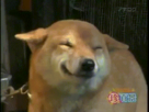 https://image.noelshack.com/fichiers/2015/13/1427297033-happydog.gif