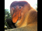 https://www.noelshack.com/2015-14-1427731569-290px-portrait-of-a-proboscis-monkey.jpg