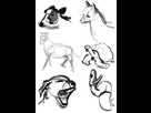 https://image.noelshack.com/fichiers/2015/14/1427829144-planche-animaux-1.jpg