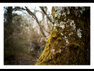 https://image.noelshack.com/fichiers/2015/15/1428406505-arbre.jpg