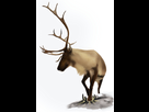 https://image.noelshack.com/fichiers/2015/15/1428865294-deer11.jpg