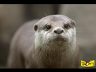 https://image.noelshack.com/fichiers/2015/16/1429206218-loutre.jpg