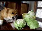 https://image.noelshack.com/fichiers/2015/16/1429214237-dog-cabbage-attack-too-big.gif