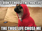 https://image.noelshack.com/fichiers/2015/16/1429348606-i-didn-t-choose-the-thug-life-the-thug-life-chose-me.jpg