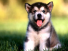 https://image.noelshack.com/fichiers/2015/17/1429539284-c-ecran-chiot-mignon-big.jpg