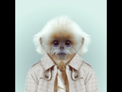 https://image.noelshack.com/fichiers/2015/17/1429877615-zoo-portraits-photos-animaux-fashion-habilles-ouistiti.jpg