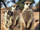 https://www.noelshack.com/2015-18-1430140539-le-clan-des-suricates-la-releve-12482030-1.jpg