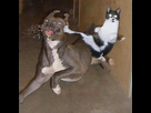 https://image.noelshack.com/fichiers/2015/18/1430242732-ninja-cat-hiding-funny-105-605.jpg