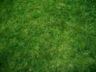 https://image.noelshack.com/fichiers/2015/18/1430667229-herbe.jpg