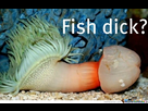 https://image.noelshack.com/fichiers/2015/19/1431194813-fish-dick-o-247674.jpg