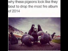 https://image.noelshack.com/fichiers/2015/20/1431772890-pigeons-epiques0.jpg