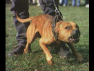 https://image.noelshack.com/fichiers/2015/21/1432069321-rottweiler.jpg