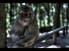 https://image.noelshack.com/fichiers/2015/21/1432335274-macaque-de-barbarie.jpg