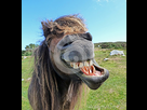 https://image.noelshack.com/fichiers/2015/22/1432970717-cheval-riant-25316361.jpg