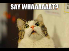 https://image.noelshack.com/fichiers/2015/24/1434184246-say-whaaaaaat.jpg