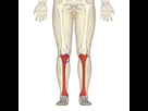 https://image.noelshack.com/fichiers/2015/24/1434224782-tibia-frontal-view.png